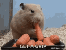 deepthroat hamster eating greedy carrots