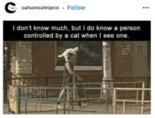 Cursed Cat GIF - Cursed Cat Image GIFs