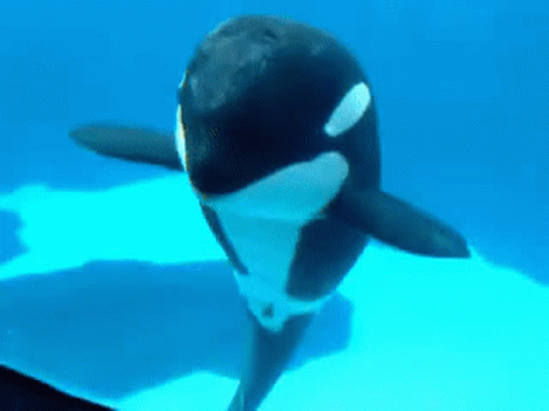 orca-dancing.gif