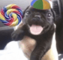a puppy wearing a colorful hat is holding a colorful lollipop
