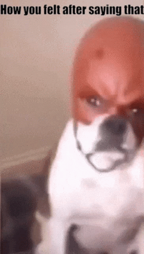 Dog Daredevil GIF - Dog Daredevil How You Felt After Saying That - Discover  & Share GIFs