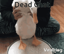 Dead Group Chat Dead Chat GIF - Dead Group Chat Dead Chat Dead Chat Xd GIFs