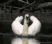 Swan Swimming GIF - Swan Swimming Weird GIFs