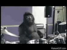 Omg Look At This Gorilla Its So Cute And Funny Gorilla GIF - Omg Look At This Gorilla Its So Cute And Funny Gorilla Band GIFs