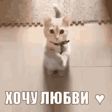 хочу любви котик котенок мурзик любовь любофь мими GIF