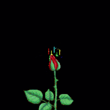 Rose Flower GIF - Rose Flower Red Rose GIFs