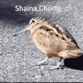 Shaina Thukral GIF - Shaina Thukral Shaina GIFs