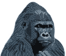 gorilla stare umm awkward harambe