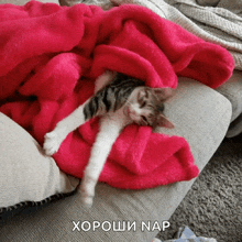 Yawn Cat GIF - Yawn Cat Kitten GIFs