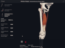 Semimebranosus Knee Medial Rotation GIF