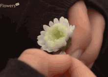 Flower Petal GIF