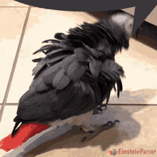 Einstien Parrot Red Butt Chicken GIF