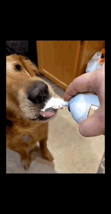 a dog is eating whipped cream from a tube