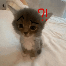 Wtf Cat GIF