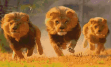 Lion Running Lion GIF