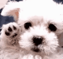 Bye Cute GIF - Bye Cute Dogs GIFs