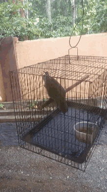 pet bird cage