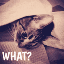 Confused Cat GIF - Confused Cat Excuseme GIFs
