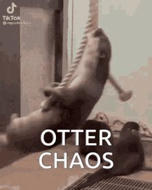 an otter is jumping in the air with a stick in its mouth and the words `` otter chaos '' below it .