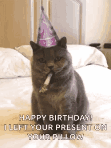 birthday happy birthday cat greetings