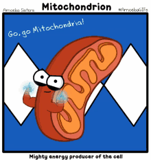 Mitochondria - Mighty Energy Producer Of The Cell GIF - Mitochondria Energy Producer Mitochondrion GIFs