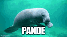Pande GIF - Pande GIFs
