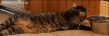 ленивый кот животные животное GIF - Cat Water Drink GIFs