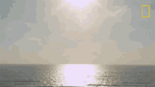 Sunny Day When Sharks Attack GIF - Sunny Day When Sharks Attack Bright Day Ahead GIFs