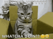 Hey What Are You Doing Whatcha Doin GIF - Hey What Are You Doing Whatcha Doin Cat GIFs