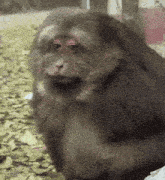 a close up of a monkey 's face with a blurry background