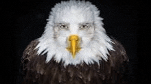 Eaglefacememe GIF