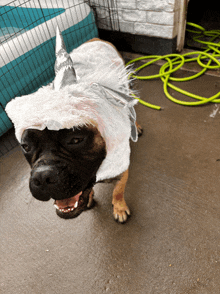 a dog wearing a unicorn costume looks at the camera with a green hose in the background