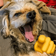 Beefee Dog Meme GIF - Beefee Dog Meme Laughing GIFs