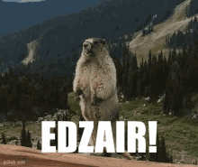 Edzair Marmot GIF - Edzair Marmot Faj GIFs
