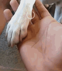 Dog Hands GIF