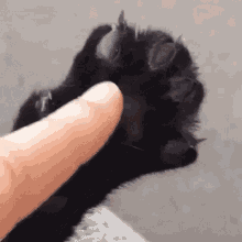 Paws Funny Cats GIF - Paws Funny Cats Claw GIFs