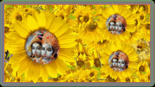 Jaish Krishna Spinning GIF - Jaish Krishna Spinning Sunflowers GIFs