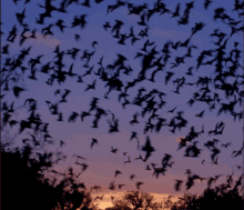 Bats At Flight GIF - Bats At Flight GIFs