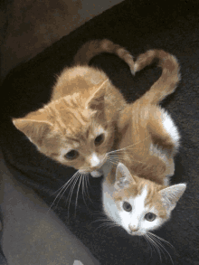 Cats Cats Love GIF - Cats Cats Love GIFs