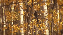 Aspen Trees GIF - Aspen Trees Birds GIFs