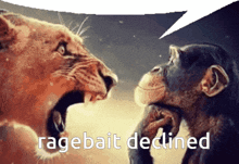 a lion and a chimpanzee are looking at each other with a speech bubble that says ragebait declined
