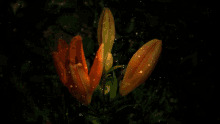 Orange Lily Orange Flower Water GIF - Orange Lily Orange Flower Water GIFs