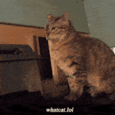 What Whatever GIF - What Whatever Whatcat GIFs