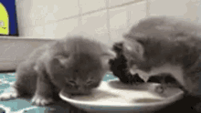 Kitty Eating GIF - Kitty Eating Milk GIFs