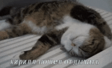 кирилл кот GIF - кирилл кот спит GIFs