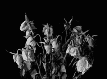 Revived Flowers GIF - Revived Flowers Bouquet GIFs
