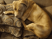 Tired Puppy GIF