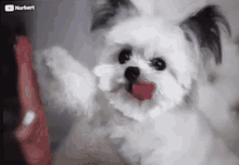 Norbert Therapy GIF - Norbert Therapy Dog GIFs