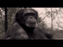 I'Ll Think About It GIF - Monkey Thinking Undecided GIFs