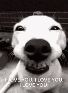 Smiling Dog I Love You GIF - Smiling Dog I Love You I Love You I Love You I Love You GIFs